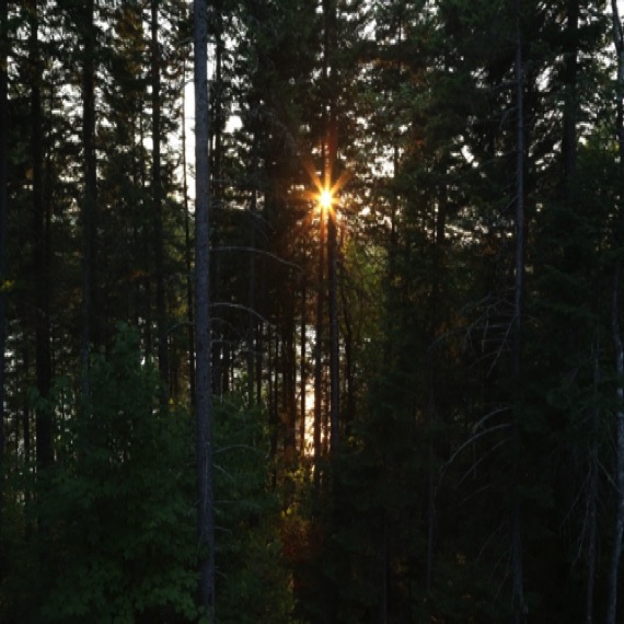 Sunset through the trees